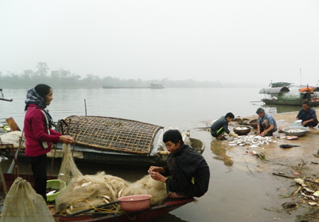 Phố Hiến sôi động mùa cá mòi